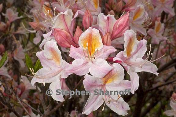 rhododendron occidentale cv myrts blush 5 graphic
